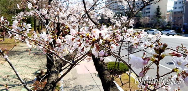 진해를 비롯해 창원시가지에 이번 주부터 벚꽃이 활짝 피었다.