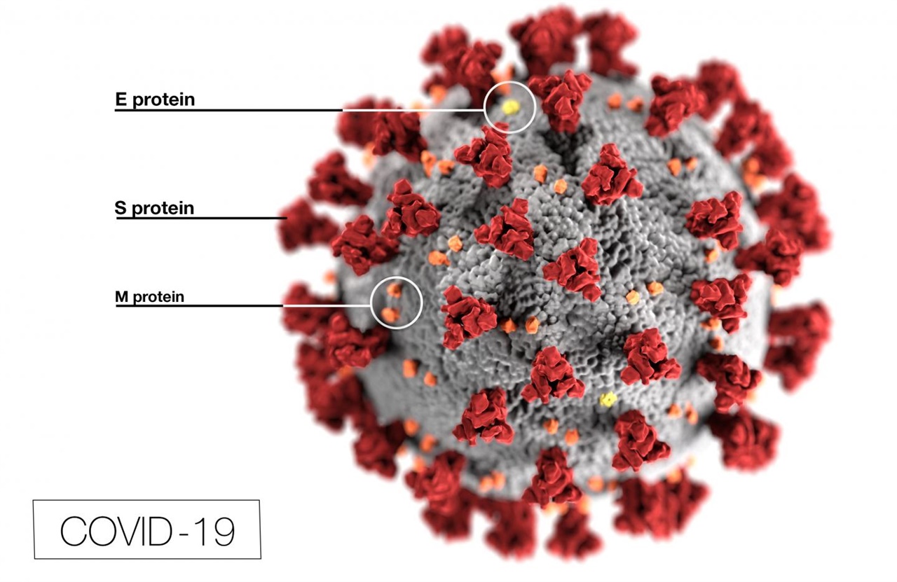 코로나19 바이러스의 구조 모형. 바이러스 표면의 돌기처럼 보이는 부위에 위치한 S단백질(S protein)은 인체 세포로 바이러스 유전물질을 침입시키는데 결정적인 역할을 한다. 