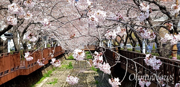 3월 24일 창원진해 여좌천 벚꽃.