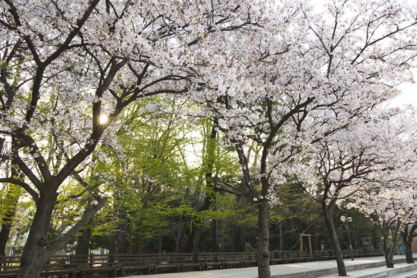 2009년 4월 5일 촬영된 경남과학기술대학교 '사월로'의 벚꽃.