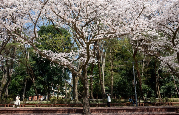 2020년 3월 25일 경남과학기술대학교 '사월로'의 벚꽃.
