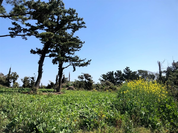  토산리 마을회관 뒤에 있는 향사 옛터. 그 날의 흔적을 알리는 안내판 하나 없습니다.