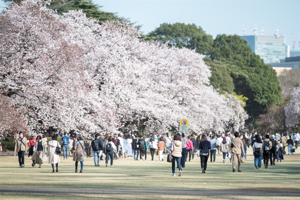 26일 낮 대형 공원인 신주쿠교엔에서 벚꽃놀이를 즐기고 있는 사람들. 관리자들이 돌아다니며 돗자리를 펴고 앉아있거나 음주중인 이용객들에게 자제를 요구했다. 도쿄의 공원들은 이튿날인 27일부터 폐관됐다.
