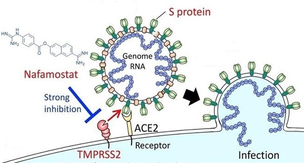 나파모스탯(Nafamostat)이 코로나 바이러스의 세포 감염을 억제하는 원리. 바이러스의 S단백질(S protein)이 사람 세포의 ACE2 수용체에 달라붙는 과정에서 TMPRSS2라는 생체효소의 도움을 받아야 바이러스의 유전물질이 사람 세포 내로 침투할 수 있는데, 나파모스탯은 TMPRSS2가 제 역할을 못하게 함으로써 코로나 바이러스의 침투를 막을 수 있다.