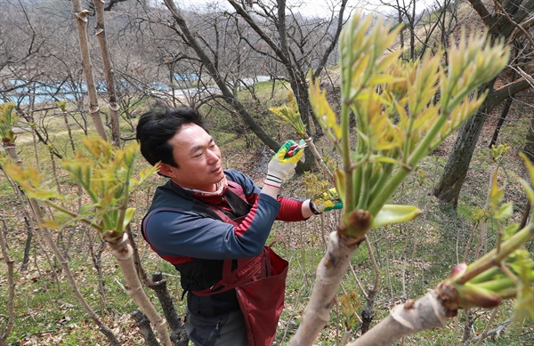 함양 함양읍 죽곡리 야산에서 손병규씨가 참두릅을 수확하고 있다.