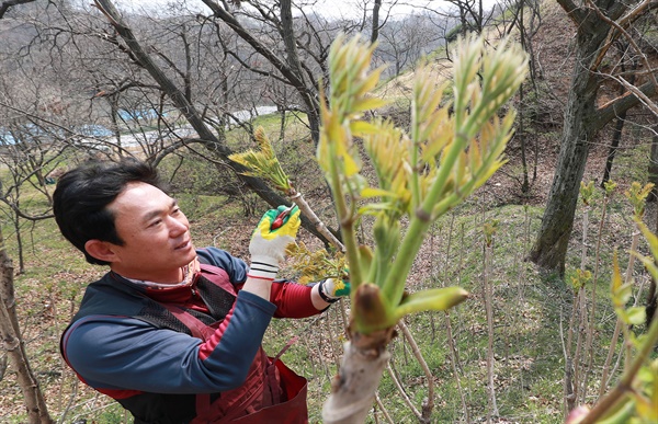 함양 함양읍 죽곡리 야산에서 손병규씨가 참두릅을 수확하고 있다.