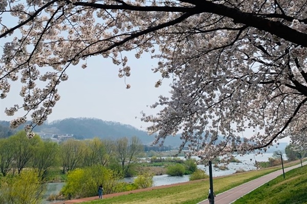 벚꽃이 만개한 대전 갑천