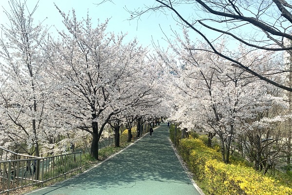 2일 강남구 영동5교에서 바라본 양재천 모습. 올해는 이 벚꽃 모습을 가까이에서 직접 볼 수 없게 됐다.