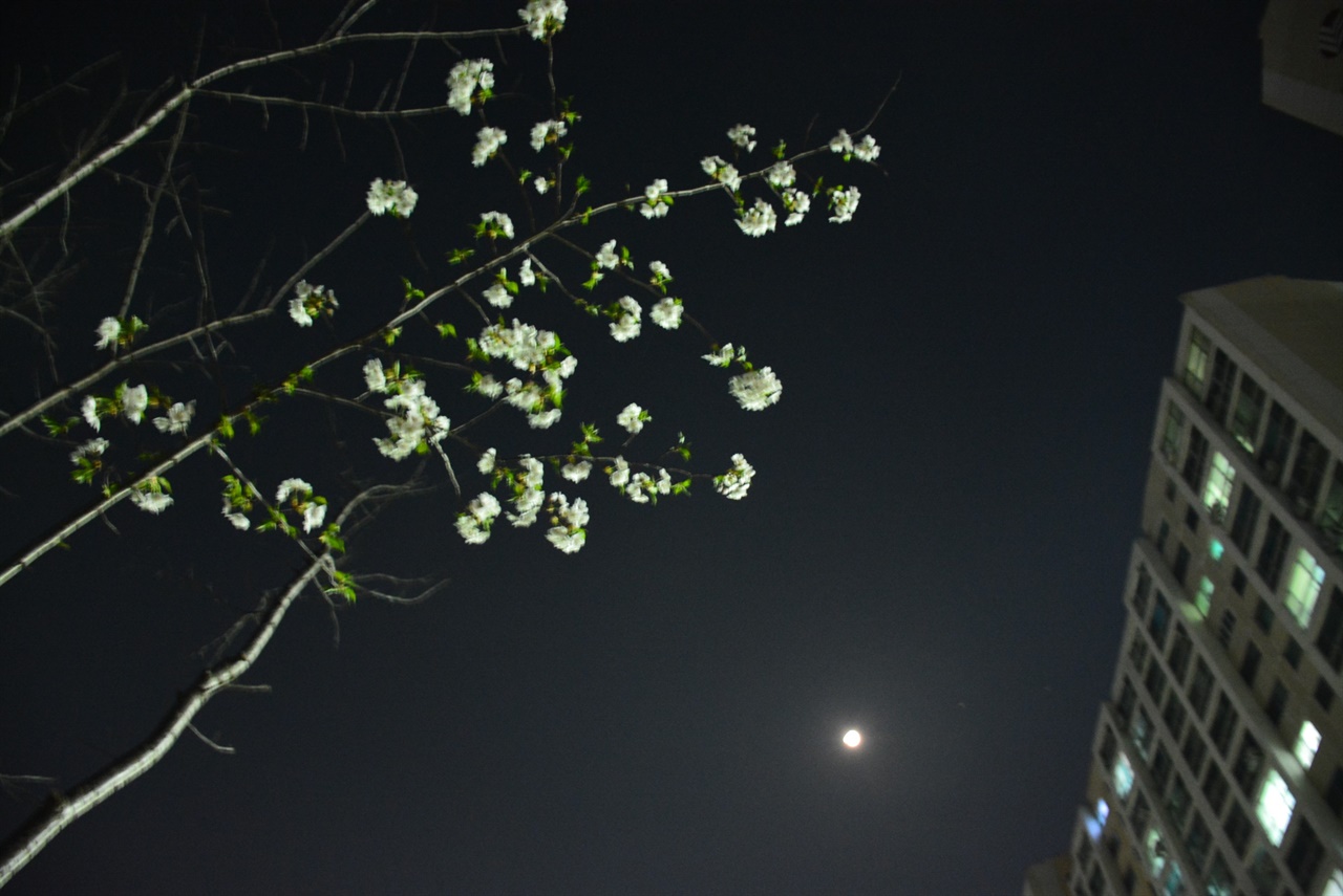 달과 가로등이 벚꽃나무를 비추고 있다
