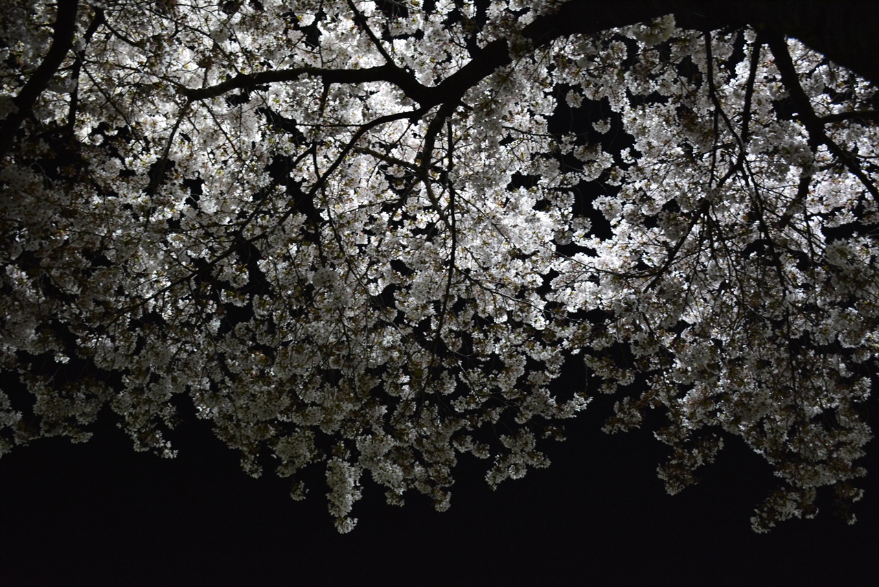 밤은 창고이고 벚꽃나무는 우수수 떨어지는 먼지털이같다
