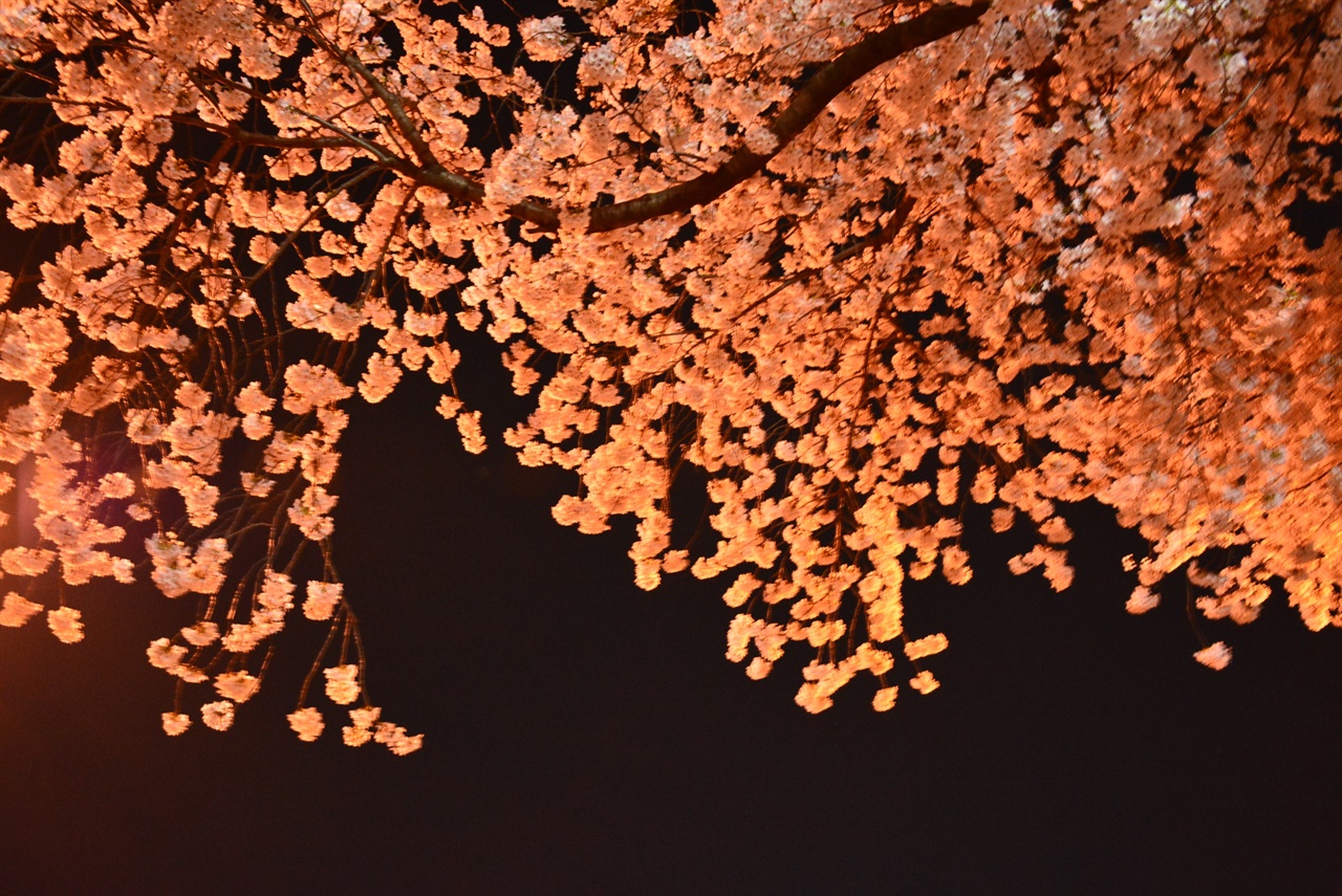 가로등의 세례를 받은 벚꽃 나무 한 그루