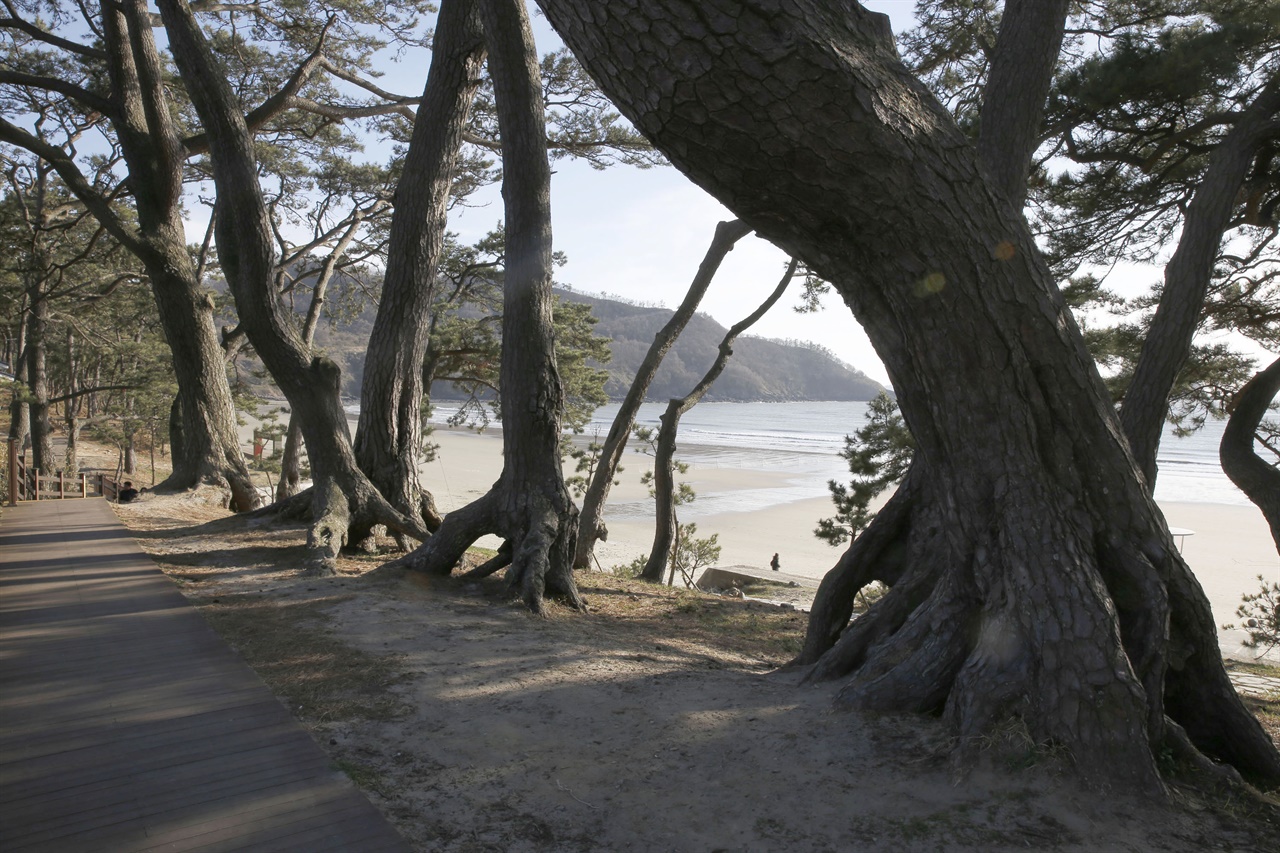  신안 분계해변의 노송 숲. 해변을 배경으로 소나무가 줄지어 서 있다. 오래 전에 방풍림으로 조성된 숲이다.