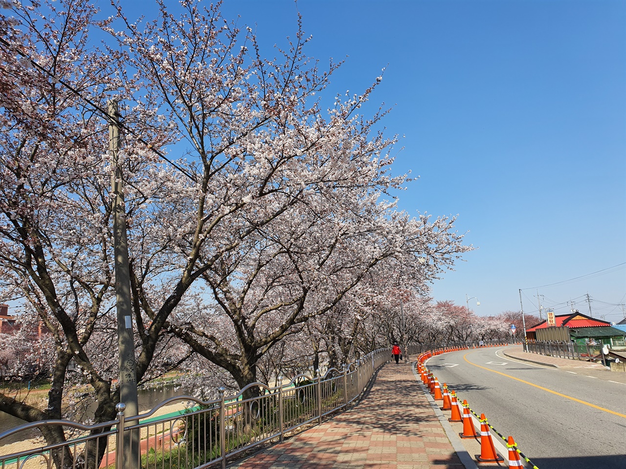 서산시는 지난 1일 축제 취소와 함께 해미천 진입로 및 계단이 폐쇄되며, 4일부터 12일까지 천변 제방길 보행로 이용이 금지된다고 밝혔다. 또한 벚꽃축제길로 통하는 진출입로가 전면통제된다.