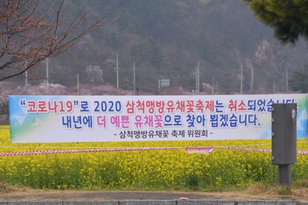 강원 삼척시 근덕면 상맹방리 일대 유채꽃밭 주변에 ‘2020삼척맹방유채꽃축제’ 취소를 알리는 현수막이 걸려 있다. 삼척시 제공