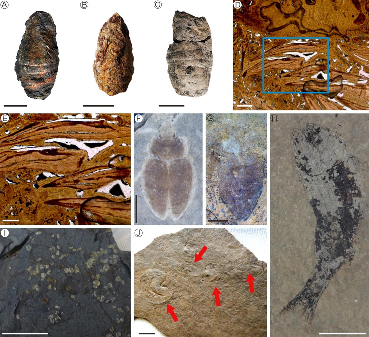 페름기 대멸종 사건과 생태계 회복을 보여주는 화석들. 사진 A,B,C는 물고기의 분변. D,E는 현미경으로 본 물고기 분변의 단면. F,G 는 풍뎅이,  H는 물고기, I,J는 새우 화석이다. 
