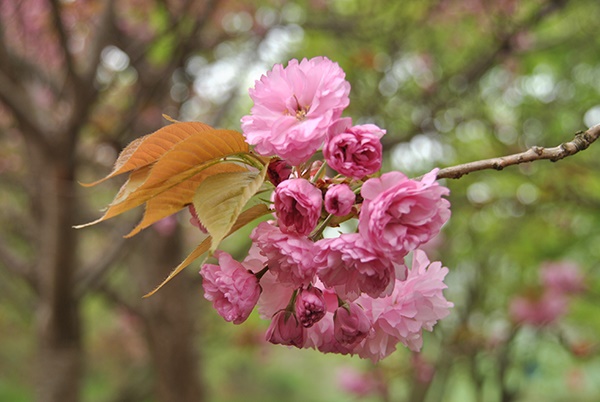 개화한 왕벚꽃나무 