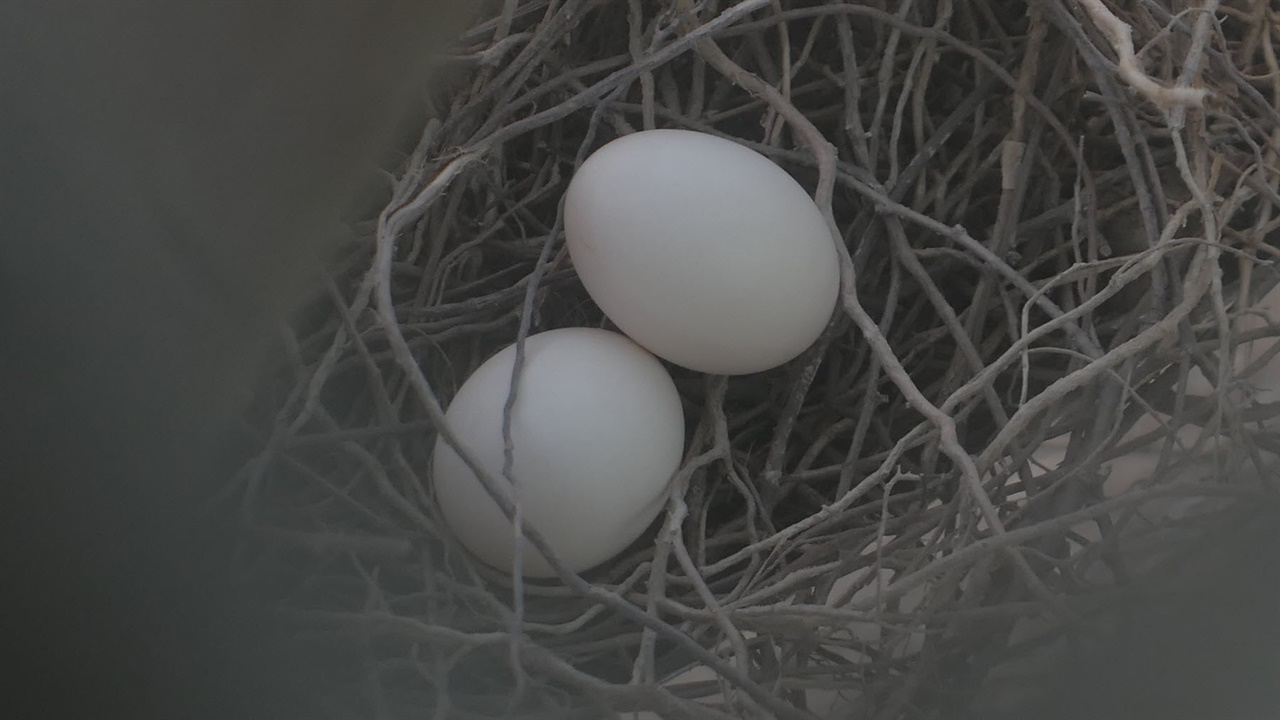 다시 멧비둘기가 두 개의 알을 낳았습니다. 자연의 순환은 비접촉 사회의 엄혹한 시절에도 변함이 없습니다.