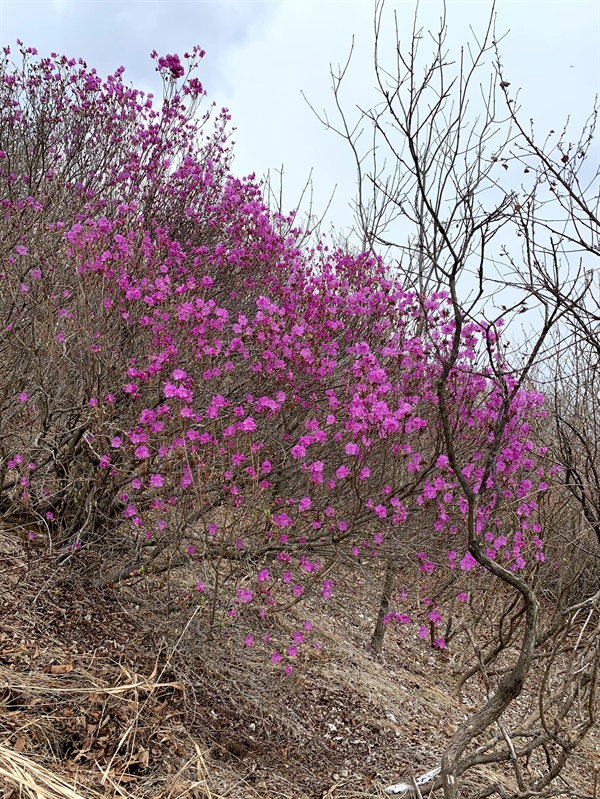 정상 부근의 진달래도 활짝 꽃을 피웠습니다. 제대로 봄이 온 느낌이예요. 