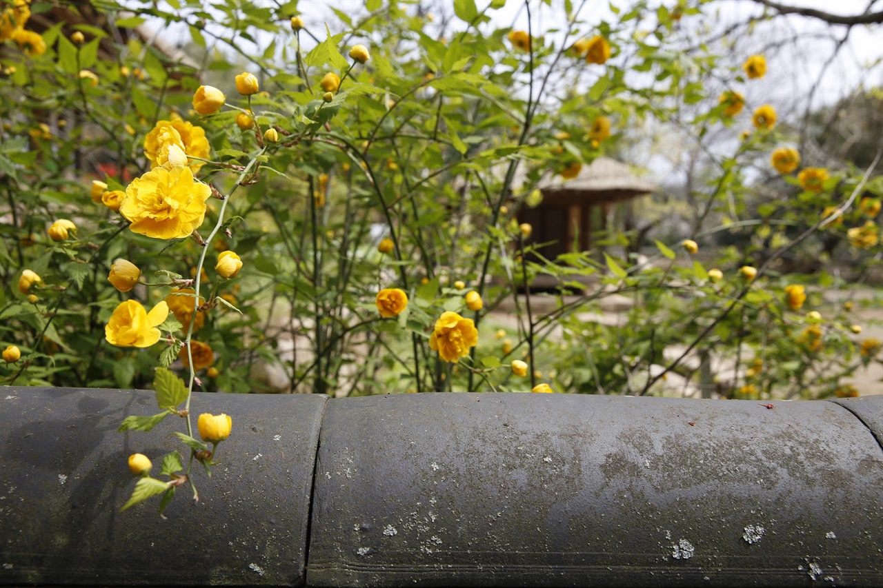  강진 백운동정원의 봄. 노란 황매화와 어우러진 정원이 유난히 화사해 보인다.