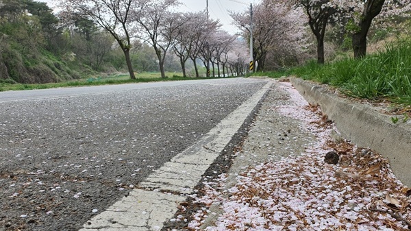 17일 찾은 벚꽃길에는 그나마 많은 차가 다니지 않아 다른 곳보다 꽃은 많이 있었지만 바닥에는 떨어진 꽃잎이 눈처럼 쌓여 있었다. 코로나 19가 잠시 주춤하고 총선이 끝나자 어느새 '벚꽃엔딩' 이다