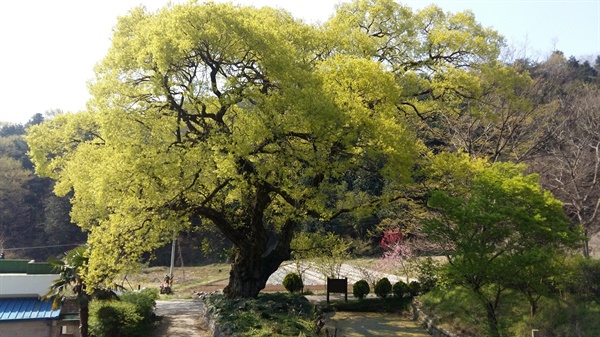 광주 원산동에 있는 왕버드나무에도 여린 새순들이 돋아나고 있습니다
