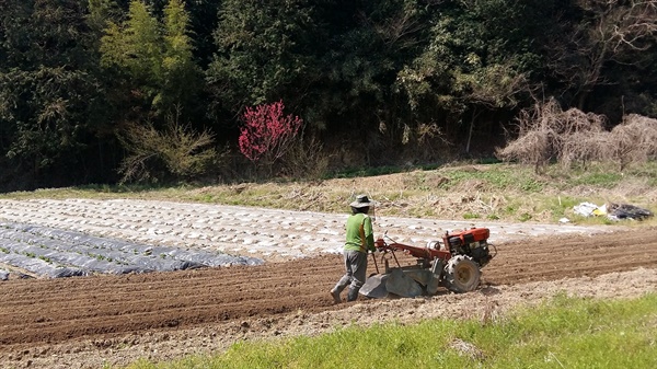 광주 교외의 한 농부가  밭갈이를 시작으로 봄 농사를 준비하고 있습니다
