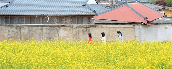 거창군 거창읍 동변리 마을 어귀의 유채꽃.
