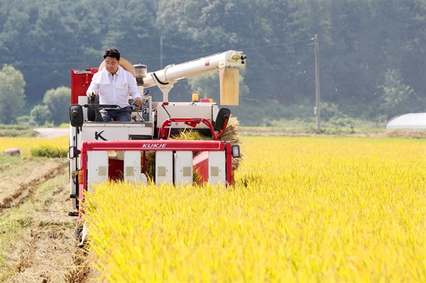 엄태준 이천시장이 일본 대체품종 임금님표 이천쌀 해들 첫 수확 행사에서 노랗게 익은 벼를 수확하고 있다.