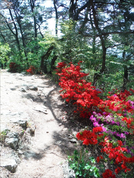     팔용산 정상서 내려와 봉암수원지 둘레길로 가는 길에.