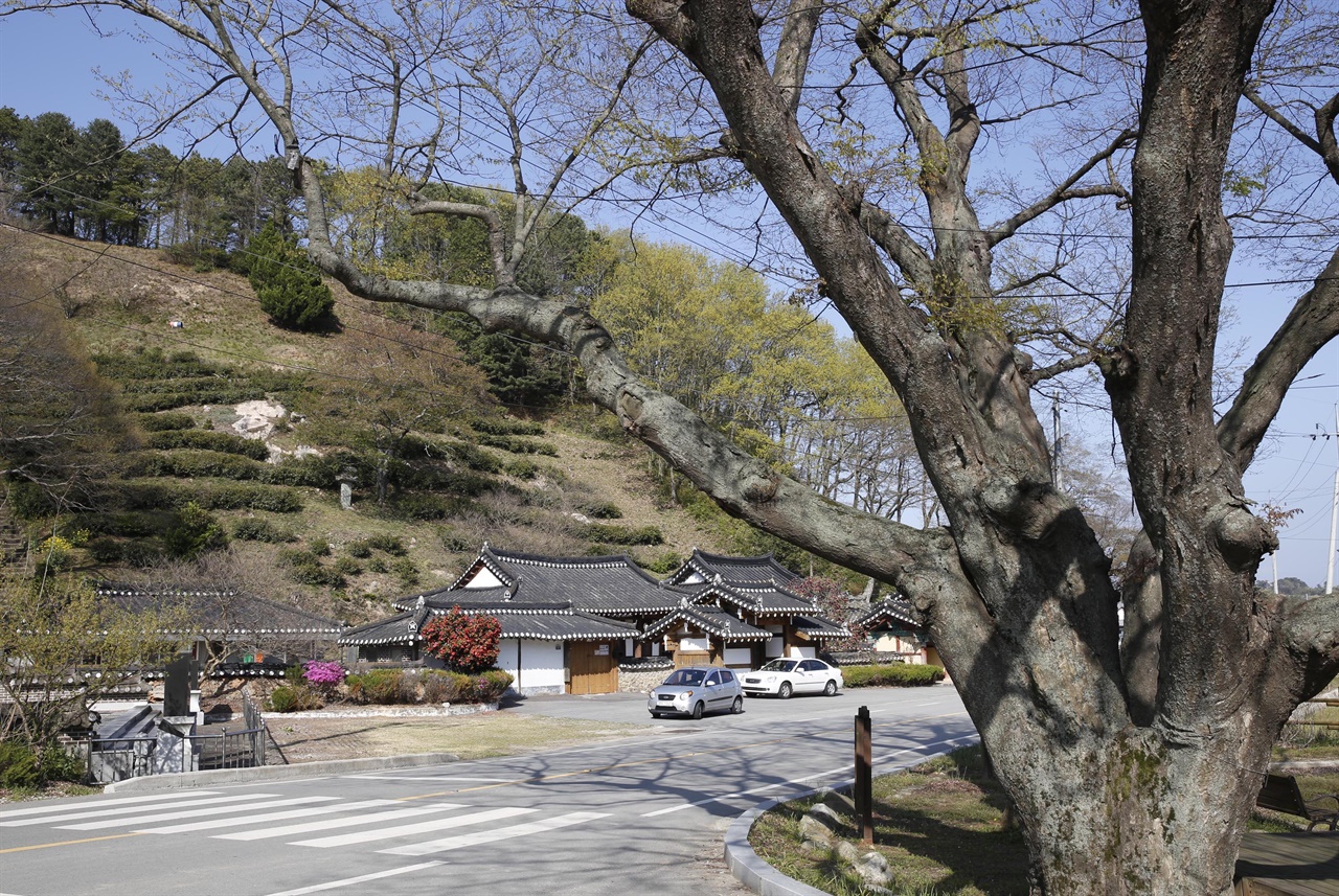 봄햇살에 연둣빛 이파리가 돋아나고 있는 모평마을의 나무들. 그 뒤로 임천정사와 차밭이 보인다.