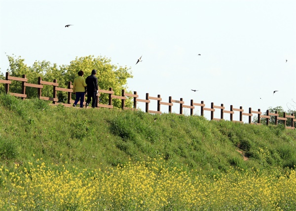 창원 주남저수지의 제비 무리.