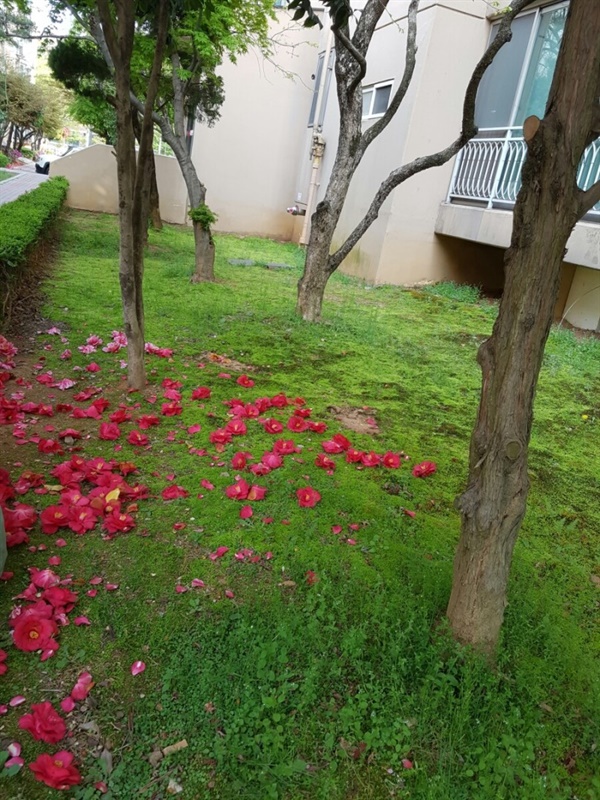 빨간 동백 꽃이 떨어져 누워 있다