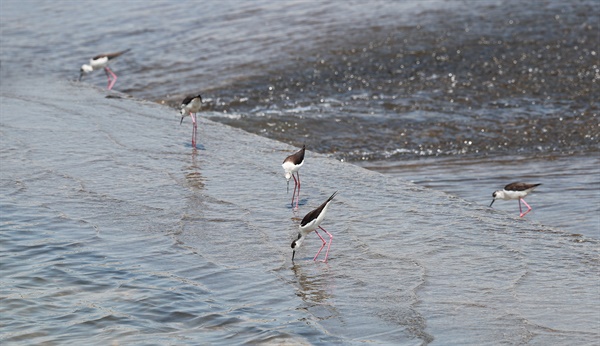 함양 수동면 하천보에서 발견된 장다리물떼새 무리.