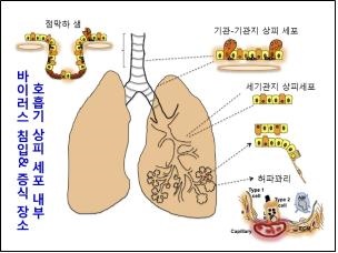 바이러스 침입, 증식 장소