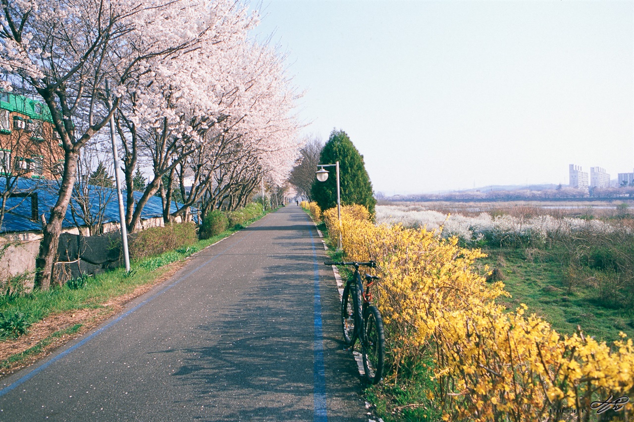 벚꽃과 개나리 (RDP3) 벚꽃과 개나리가 나란히 피어있고 멀리 조팝나무꽃도 보인다.