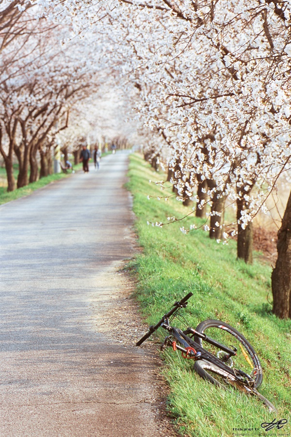 오후, 벚꽃과 자전거 (RDP3)오후 5시 이후 남쪽으로 진행하면 따스한 햇살이 오른쪽 뺨을 간질인다.