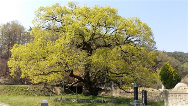 광주광역시 기념물 제24호, ‘괘고정수(掛鼓亭樹)’ 광산 이 씨 집안에서 과거 급제자가 나올 때마다 나무에 이름을 걸어 놓고 북을 치며 축하연을 베풀었다
