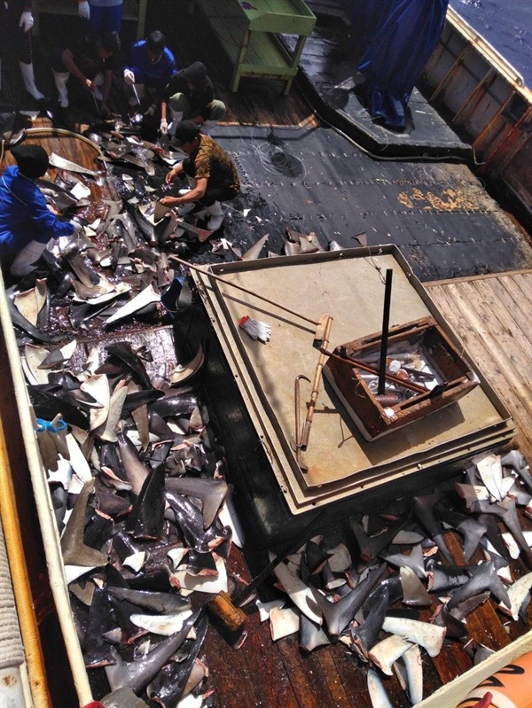 선박위에 가득한 상어지느러미, 선원들은 롱싱629호에  45kg 상어지느러미 상자 16상자를 보관돼 있다고 증언했다.