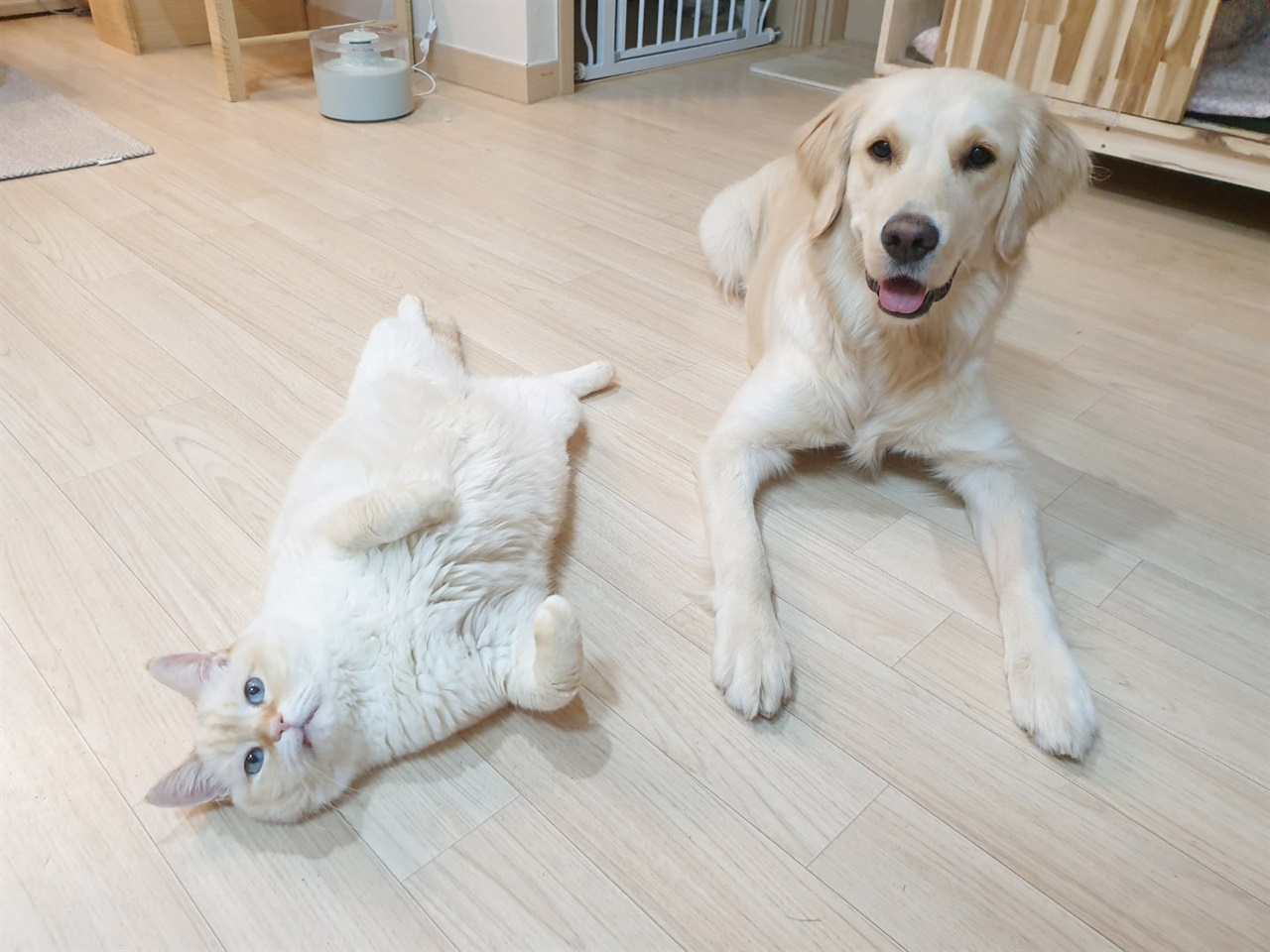 고양이 달이와 리트리버 여름이