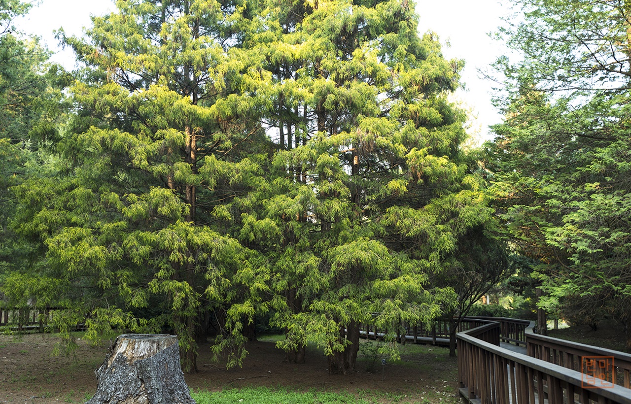 국립수목원 침엽수원
