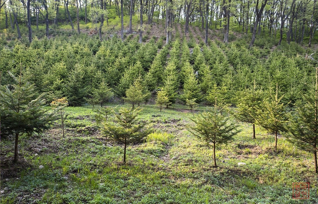  2013년 68회 식목일에 조성된 전나무 조림지