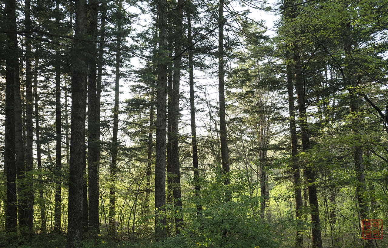  200m 길이의 국립수목원 전나무길은 우리나라 3대 전나무길에 속한다. 