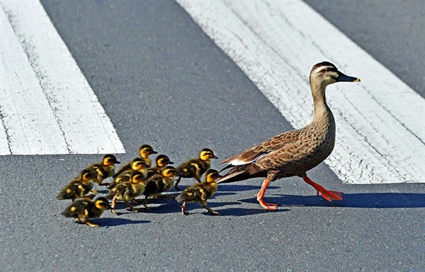 창원 낙동강유역환경청 연못에서 부화했던 흰뺨검둥오리 새끼들이 7일 오후 엄마를 따라 도로를 건너 하천으로 이동하고 있다.