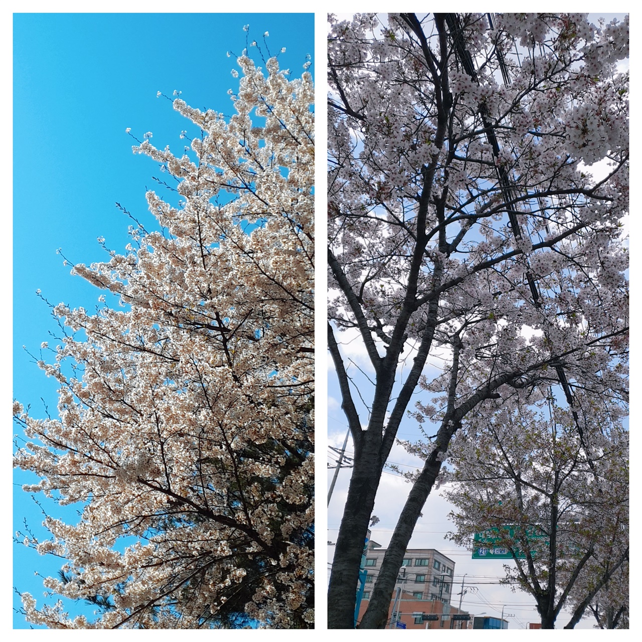 각기 4월 5일, 10일 커피를 테이크아웃 해오는 길에 직접 찍은 거리의 벚꽃 사진. 만개를 넘어 팝콘 튀겨지듯 개화했다.