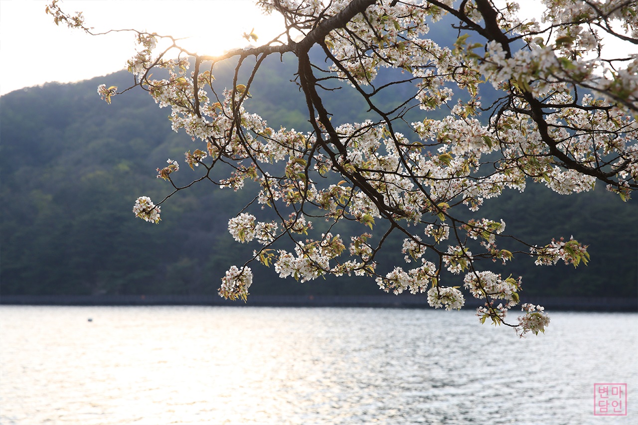 산정호수 둘레길  4월말 산정호수 둘레길은 벚꽃 시작이다. 