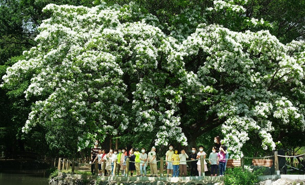 함양 상림공원의 이팝나무.