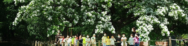 함양 상림공원의 이팝나무.