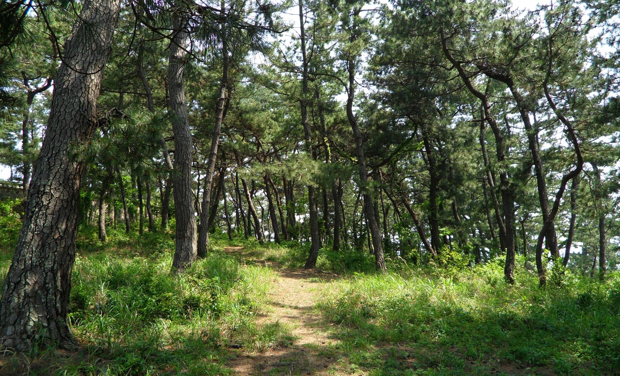  고하도 모충각 주변의 아름드리 소나무 숲. 숲길도 단아해 뉘엿뉘엿 하늘거리기에 좋다.