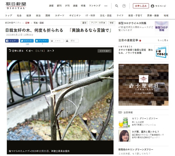 일본 교토의 윤동주 시인 기념비 앞에 심은 무궁화나무 훼손을 보도하는 <아사히신문> 갈무리.