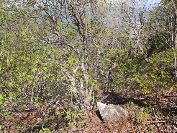 가지산 중봉쯤 해발 1100m부근 천연기념물 제462호 '가지산 철쭉나무 노거수 군락지' 내에서 전국에서 가장 큰 '진달래나무 어른나무'가 발견됐다